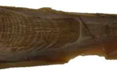 An unidentified earplug from the National Museum of Natural History collection.