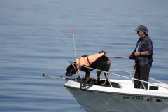 This dog is helping researchers at the New England Aquarium in Boston detect scat (or poop) from North Atlantic right whales.