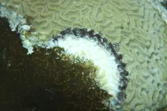 a round coral is tan on one side and white on the other with a streak of black in the middle