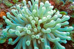 an anemone