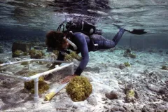 a scuba diver places a PVC frame on the reef