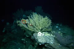 White and black corals in murky sea water 