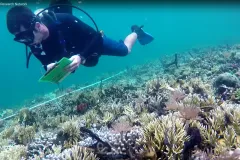 The Marine Global Earth Observatory (MarineGEO), directed by the Smithsonian’s Tennenbaum Marine Observatories Network (TMON), is the first long-term, worldwide research program to focus on understanding coastal marine life and its role in maintaining re