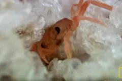 Screenshot of Christmas Island Red Crab Hatching