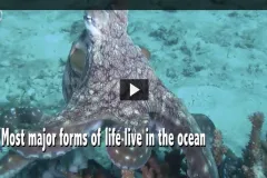 Thumbnail for the video of an octopus.