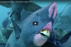 Thumbnail of a parrotfish with huge front teeth.