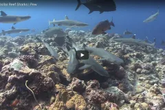Coral reef with many different fish and sharks.