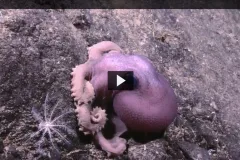 Down below where the sunlight cannot penetrate, the ocean is a dark, cold and alien landscape. Can life really exist in such an extreme environment? NOAA Ocean Today Every Full Moon takes a look at the bizarre and remarkable creatures that persist in the d