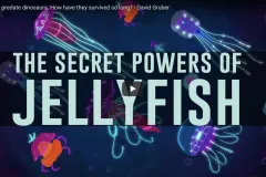 Very colorful array of jellyfish.