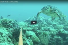 Turtle swimming by coral reef.