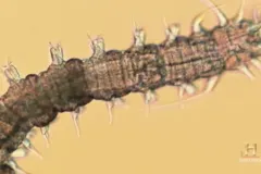 Microscopic beach dweller in the sand.