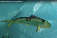 Tagged Mahi Mahi swimming in clear water.