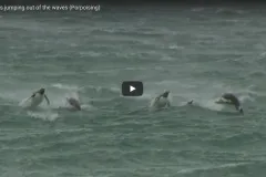 Thumbnail of porpoising penguins in the waves.