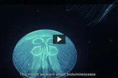 Thumbnail of a bioluminescent jelly in the dark.