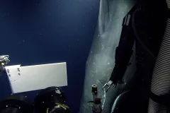 Thumbnail of a Sperm Whale seen from a submersible.