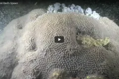 A screenshot from the video of a coral head. 