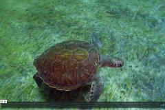 A screenshot from the video "Turtle and Seagrass" with a turtle swimming through seagrass.