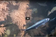 A screenshot from the video "Discover Deep-sea Corals in Maine" with deep-sea corals.  