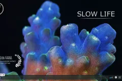 A screenshot from the video of colorful corals. 