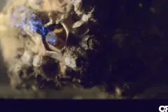 A screenshot from video showing glowing dinoflagellates being eaten by a barnacle. 