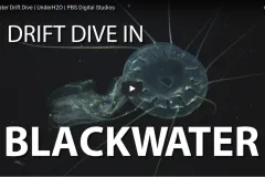 A screenshot from the video showing a translucent jellyfish in deepwater. 