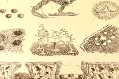 A screenshot from video showing illustrations of ancient coral reefs. 
