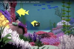 Screenshot from video "Connecting Coral Reefs" showing illustrations of an underwater coral community. 