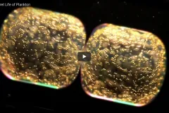 Screenshot from video showing a close-up image of a plankton. 