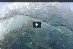 Screenshot of video with sharks swimming underwater. 