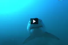 Screenshot from video with the face of a great white shark swimming at the screen.