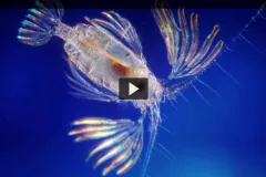Screenshot of video with close up of a copepod. 