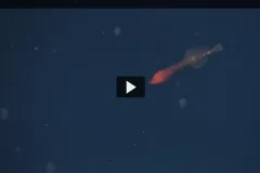Screenshot from video of a red whalefish swimming in the ocean. 