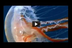 Screenshot from "A Mosaic of Ocean Habitats" video of a tentacled jellyfish seen from the bottom underwater.