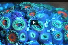 Screenshot from video "Forces of Change in the Ocean" showing blue and green neon-colored coral polyps. 