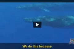 Screenshot from "The Whale Acoustic Lab" video showing the side view of a whale underwater. 