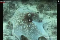 Screenshot from the "Masters of Disguise" video showing a spotted octopus on the seafloor. 