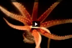 Screenshot from Census of Marine Life video of the bottom of a red-colored octopus in dark water. 