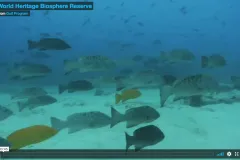 Screenshot from video of fish swimming in clear blue water in the Cabo Pulmo reserve.