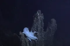 a dumbo octopus in the deep ocean