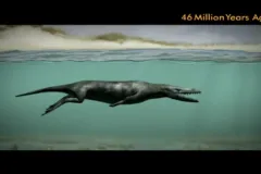 An ancient whale ancestor