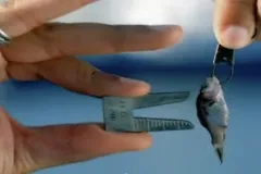 measuring a fish