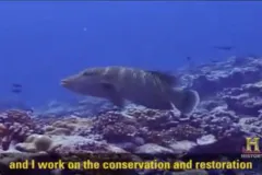 a fish swimming in blue water