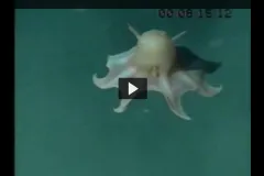 A screenshot from the video showing a dumbo octopod swimming in water. 