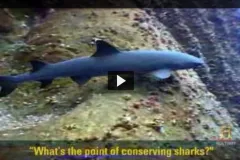 A screenshot from the video of a shark swimming underwater. 