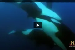 A screenshot from video showing three orcas swimming. 