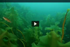 A screenshot from the video "Cashes Ledge" showing an underwater kelp forest scene. 