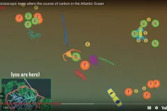Screenshot from the video with illustrations of tiny ocean microbes. 