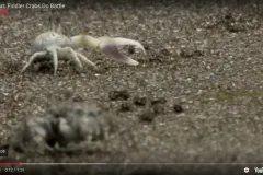 A screenshot from the video showing a fiddler crab with a large claw. 