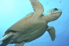 a sea turtle