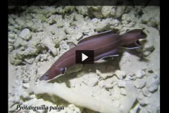 A screenshot from the video showing a Palauan primitive cave eel. 